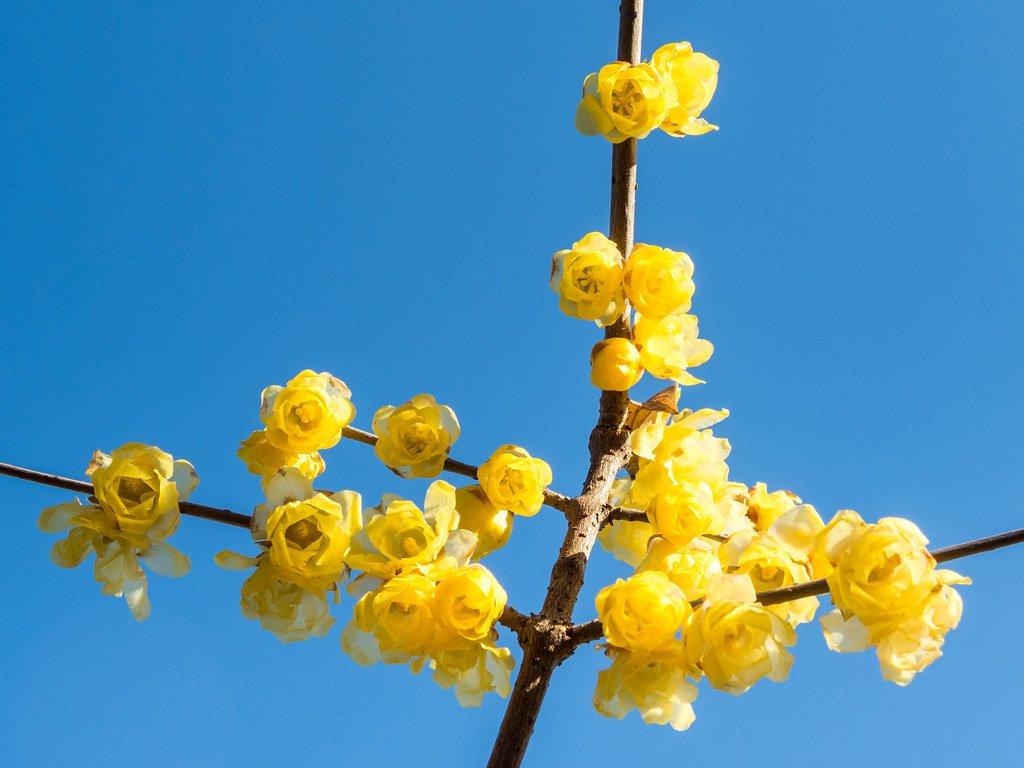 🌳 다다오 공원 (忠生公園) 이미지 6
